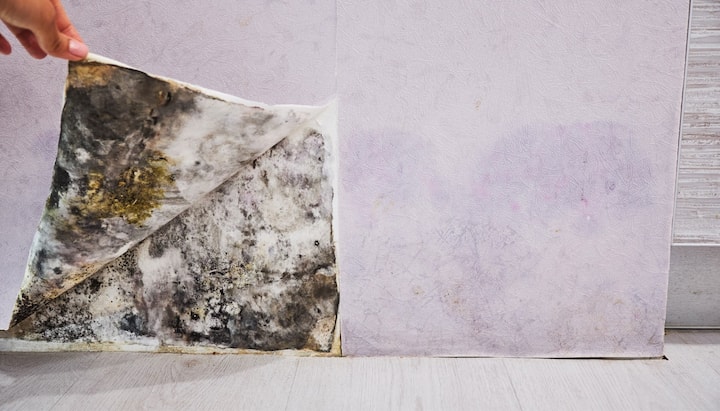 Mold Remediation and Removal Services in Hilliard